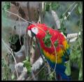 CRW_8324 Colorful parrot